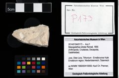 Foto (Objekt + Etikett) von Mesogalathea striata (Remeš, 1895)  (NHMW-GEO-2014-0194-0173)